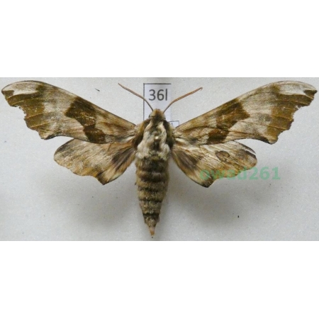 Mimas tiliae (Linnaeus, 1758) Nastrosz lipowiec Poland36l